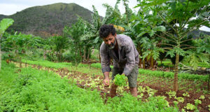 Veja a agricultura