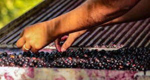 Mãos manuseando frutos da palmeira Juçara