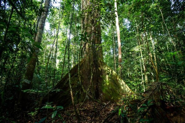 Com R$ 882 milhões, Fundo Amazônia atinge recorde histórico de aprovações